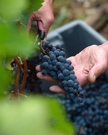 bordeaux grapes 350px