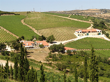 morgado de bucelas vineyard